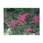 Pink Astilbe in Old Orchard Beach, Maine Post Card