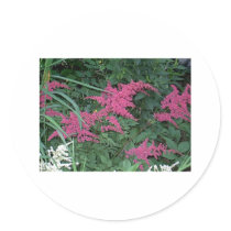Pink Astilbe in Old Orchard Beach, Maine stickers
