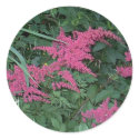 Pink Astilbe in Old Orchard Beach, Maine stickers