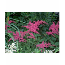 Pink Astilbe in Old Orchard Beach, Maine t-shirts by eelkat Pink Astilbe in Old Orchard Beach, Maine t-shirts
