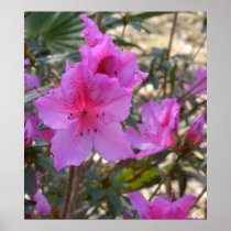 Pink Azaela Posters
