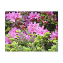 PINK AZALEA 30 FLOWERS Pine Cards Gifts Mugs postcards by Basleeartprintgifts PINK AZALEA 30 FLOWERS Pine Cards Gifts Mugs postcards