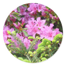 PINK AZALEA 30 FLOWERS Pine Cards Gifts Mugs Round Stickers