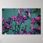 Pink Azalea and meaning posters