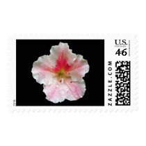 'Pink Azalea Bloom' Postage Stamps