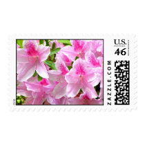 Pink Azalea Blooms Postage