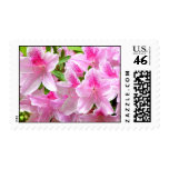 Pink Azalea Blooms Postage