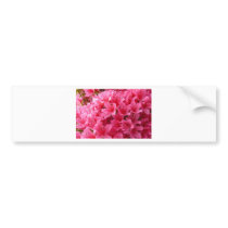 Pink Azalea Bumper Sticker