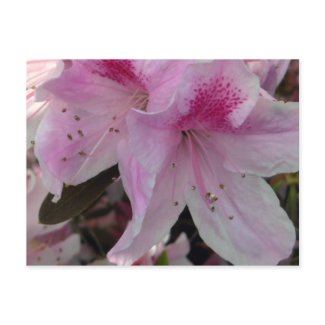 Pink Azalea Crop 2 Floral Photography Postcard