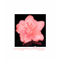 Pink Azalea Flower t-shirts