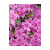PINK AZALEA FLOWERS 1 Azaleas Cards Gifts Mugs postcards by Basleeartprintgifts PINK AZALEA FLOWERS 1 Azaleas Cards Gifts Mugs postcards