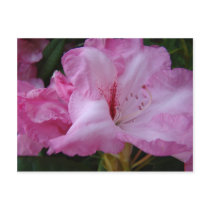 PINK AZALEA FLOWERS 29 Azaleas Cards Gifts Mugs postcards by Basleeartprintgifts PINK AZALEA FLOWERS 29 Azaleas Cards Gifts Mugs postcards