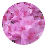 PINK AZALEA FLOWERS 31 Azaleas Cards Gifts Mugs Round Stickers