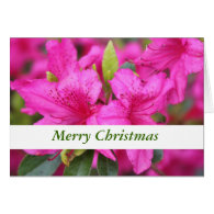 pink azalea flowers Christmas, holiday gift Greeting Cards