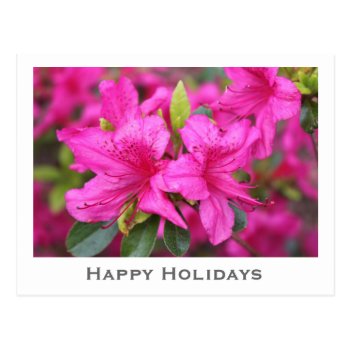 pink azalea flowers Christmas, holiday gift Post Cards