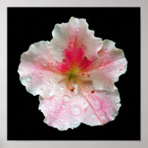 'Pink Azalea Macro (black)' Print