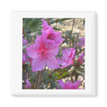Pink Azalea Magnet