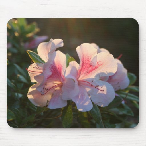 pink azalea mouse pads