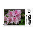 Pink Azalea Postage Stamp Pink Azalea Postage Stamp