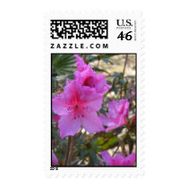 Pink Azalea Postage Stamp