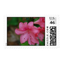 Pink Azalea Postage Stamp