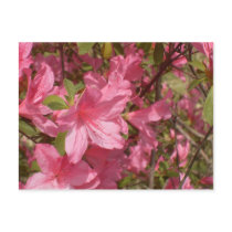 Pink Azalea Postcard