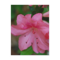 Pink Azalea Postcards