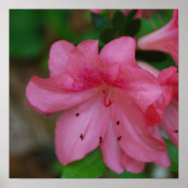 Pink Azalea Poster Print