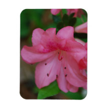 Pink Azalea Premium Magnet
