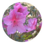Pink Azalea Stickers
