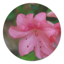 Pink Azalea Stickers