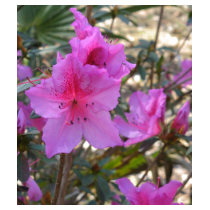 Pink Azalea Tank Top t-shirts