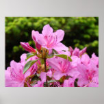 PINK AZALEAS 12 Azalea Flowers Art Prints Posters