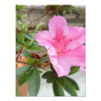 Pink Azaleas 1 Photo
