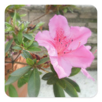 Pink Azaleas 1 Photo Square Sticker