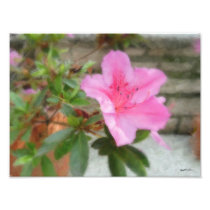 Pink Azaleas 1 Photo