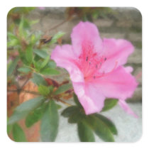 Pink Azaleas 1 Sticker