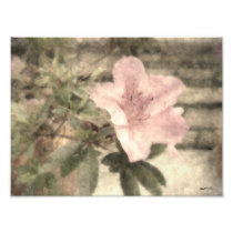 Pink Azaleas 1 Vintage Photographic Print