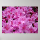 PINK AZALEAS 31 Azalea Flowers Art Prints Posters