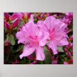 PINK AZALEAS 3 Azalea Flowers Art Prints Posters