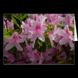 Pink Azaleas Blank Card
