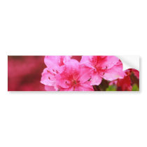 Pink Azaleas Bumper Stickers