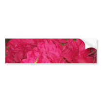 Pink Azaleas bumper stickers by Naturefreak686 Pink Azaleas bumper stickers