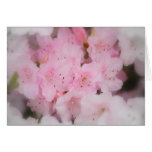 Pink Azaleas Greeting Cards