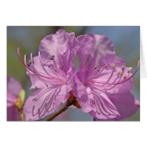 Pink Azaleas cards by mlane53 Pink Azaleas cards