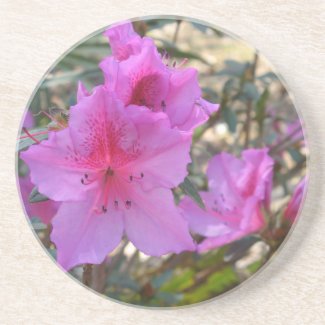 Pink Azaleas Coaster
