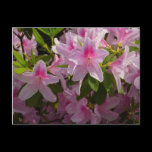 Pink Azaleas Floral Postcard