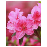 Pink Azaleas flyers