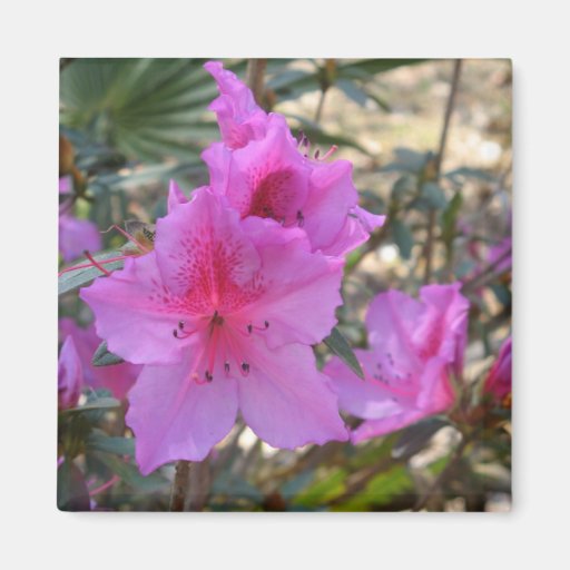 Pink Azaleas (Full) Magnet