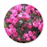 Pink Azaleas magnets